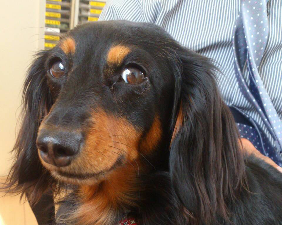 ☆看板犬のご紹介☆